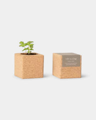 Grow cube personalizzabile - 2