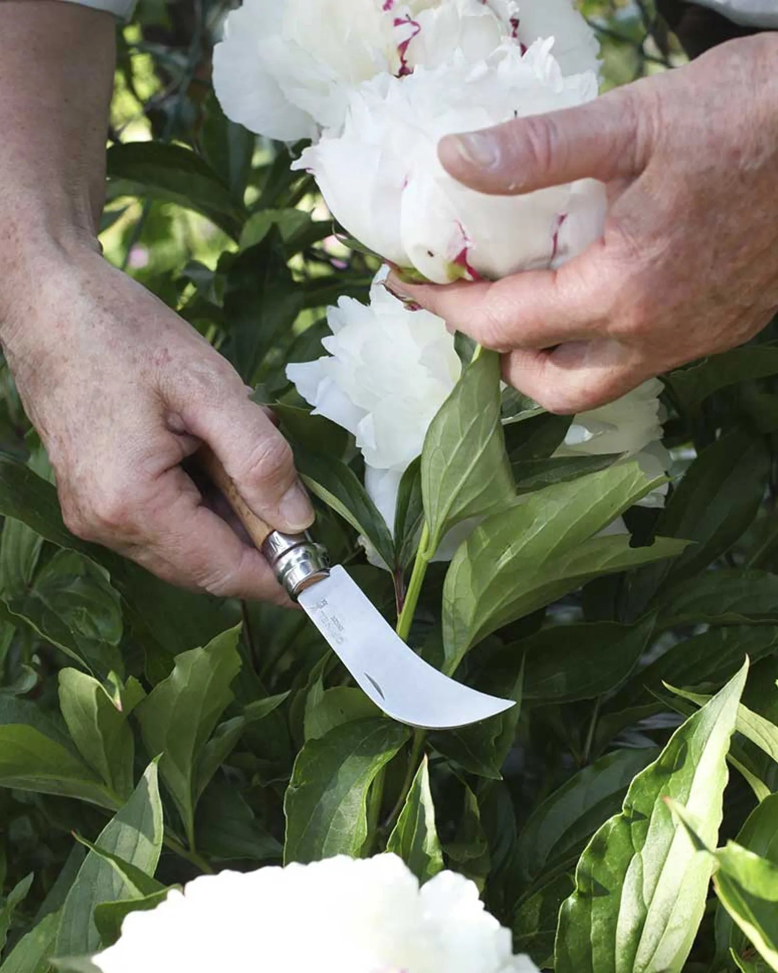 Coltello da giardino Opinel N°08 da personalizzare - 4