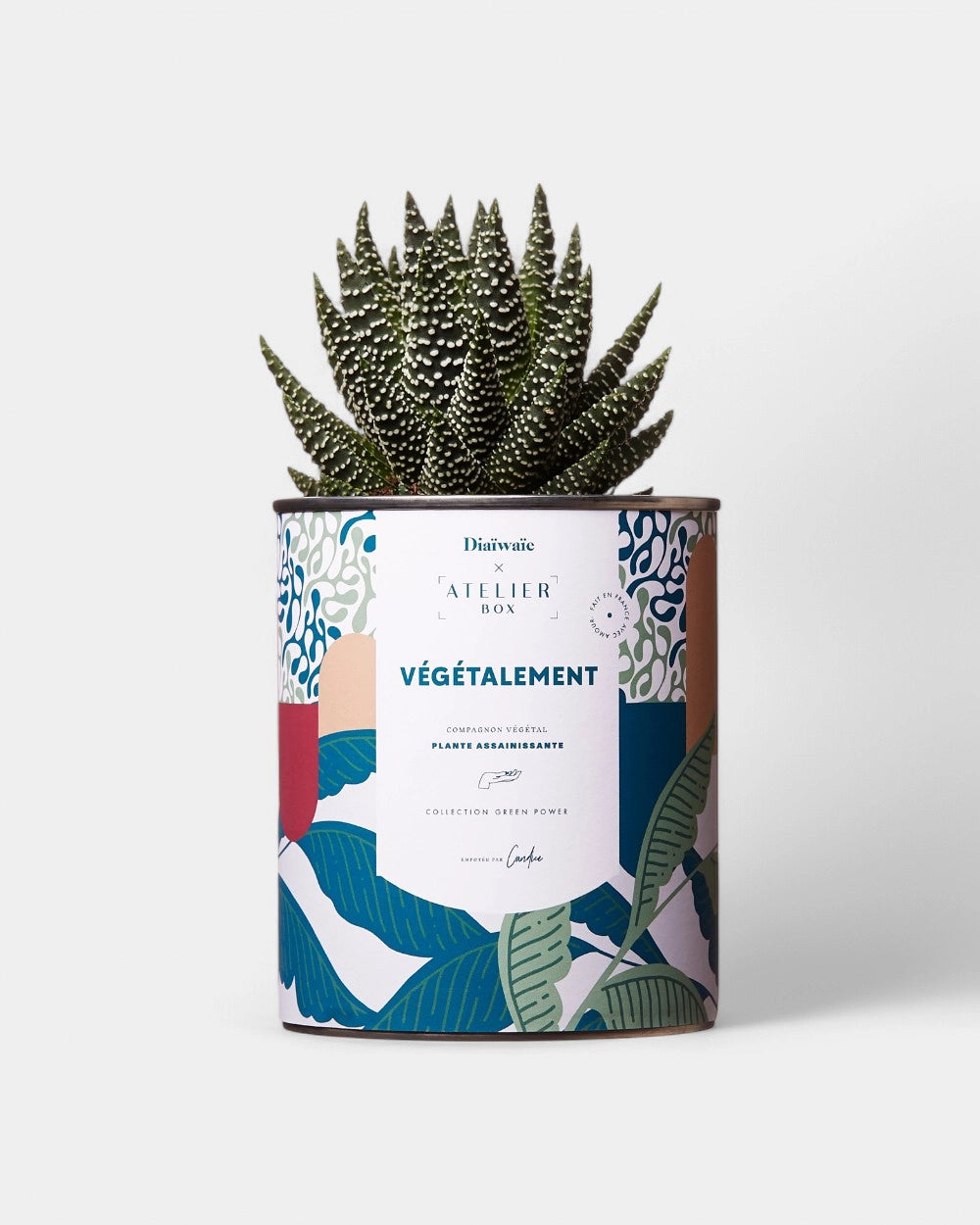 Cactus 100% personalizzabile Diaiwaie - 4