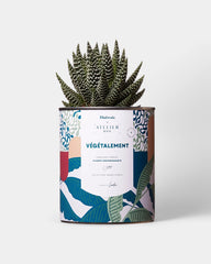 Cactus 100% personalizzabile Diaiwaie - 4