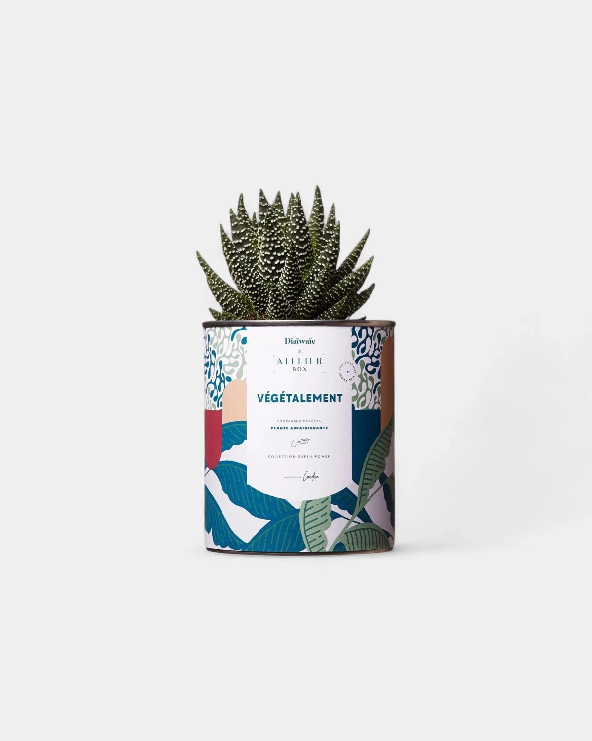 Cactus 100% personalizzabile Diaiwaie