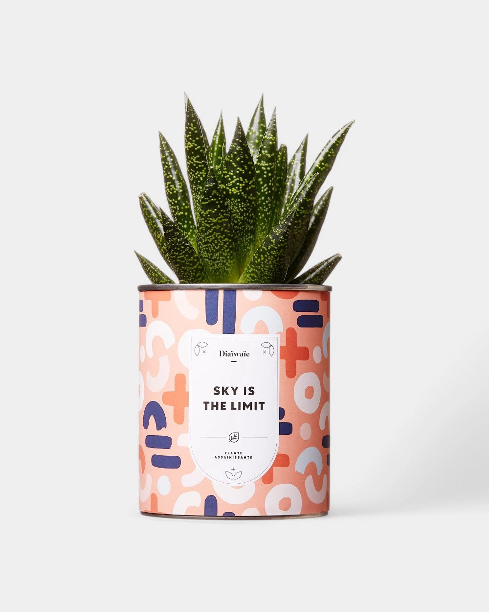Cactus 100% personalizzabile Diaiwaie - 7